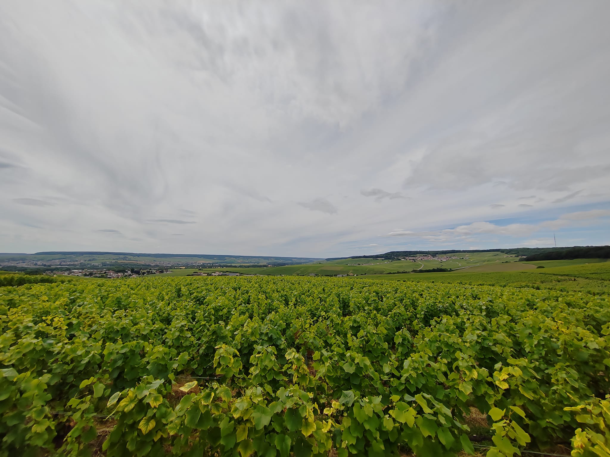 Vignes de champagne, dans la Marne