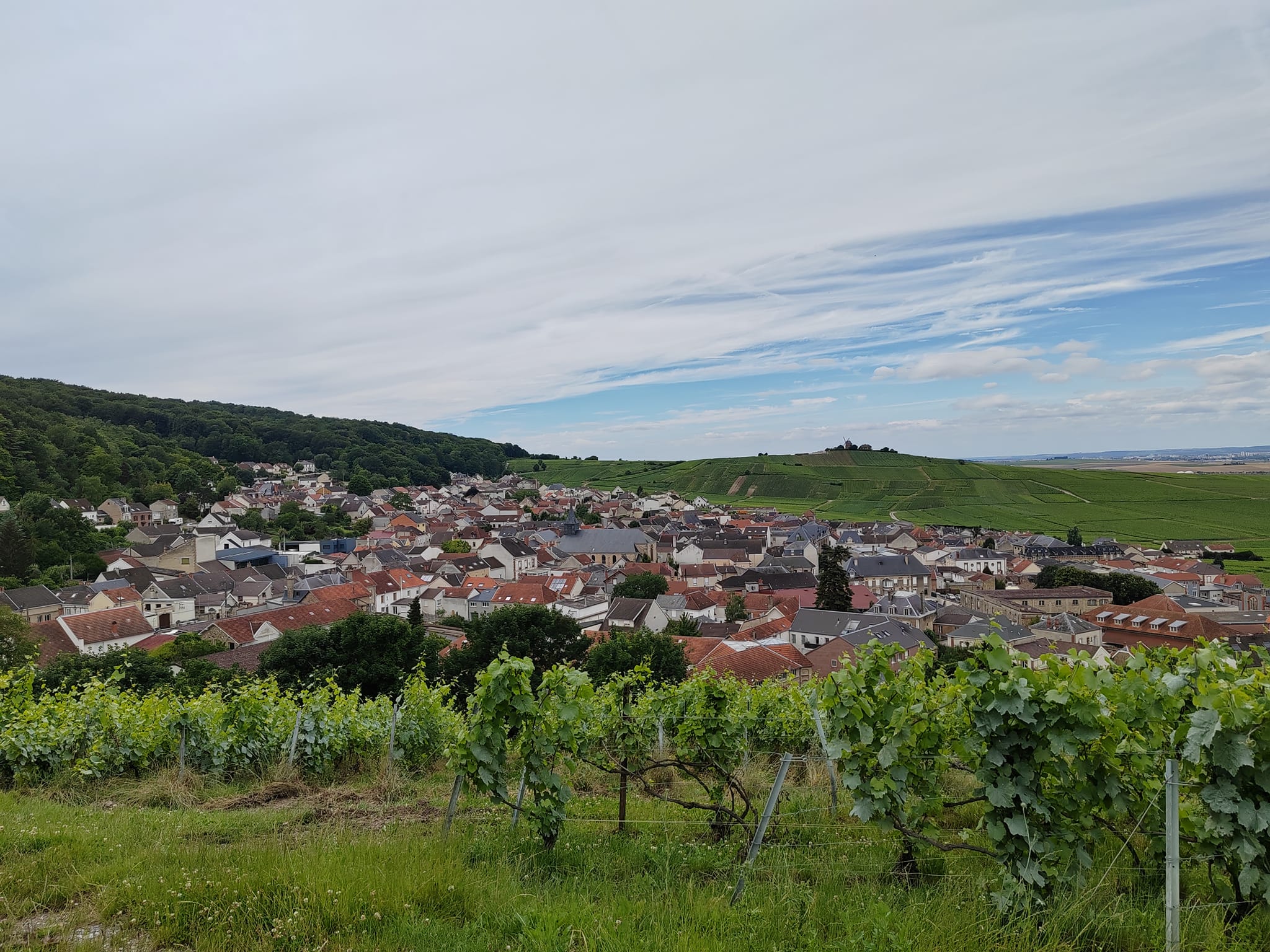 Vignes de champagne, dans la Marne